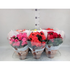 Begonia elat. DU   ...mix