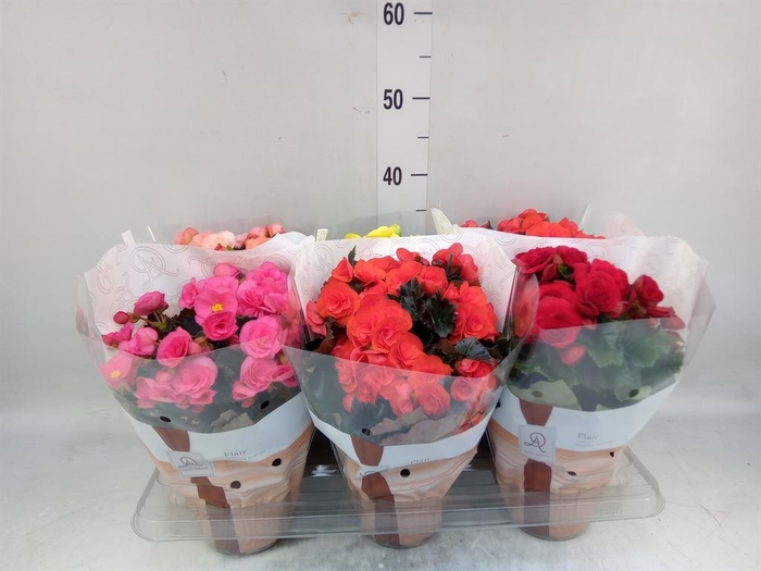 <h4>Begonia elat. DU   ...mix</h4>