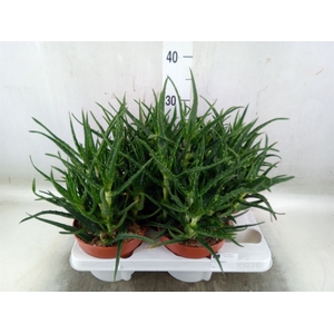 Aloe   ...