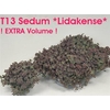 arr8 Sedum Caut Lidakense
