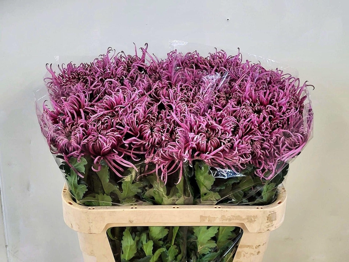 <h4>Chr g Saratov</h4>