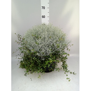 Leucophyta brownii