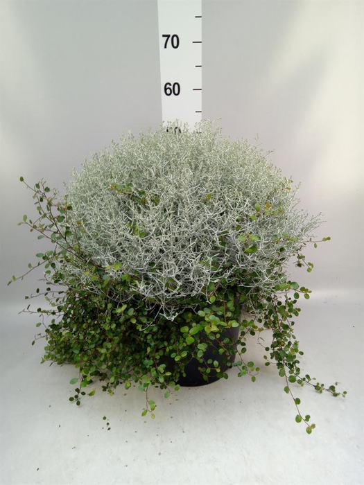<h4>Leucophyta brownii</h4>