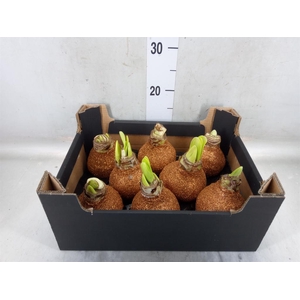 Hippeastrum   ...waxed H%