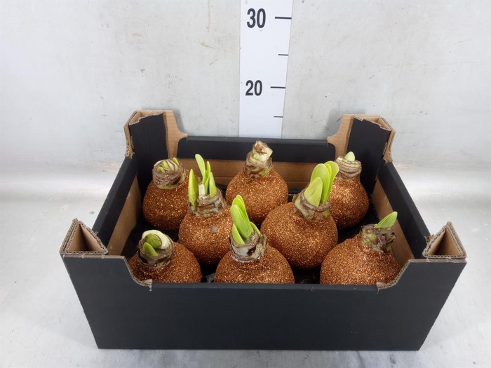 <h4>Hippeastrum   ...waxed H%</h4>