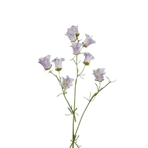 Campanula 88cm