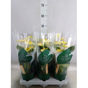 Anthurium andr. 'Vanilla'