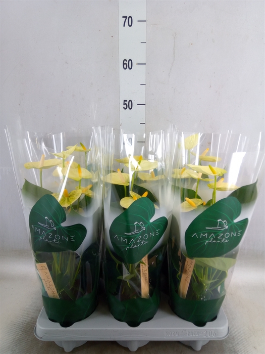<h4>Anthurium andr. 'Vanilla'</h4>