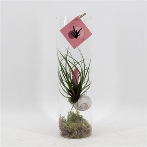Snaily Tillandsia Cyanea