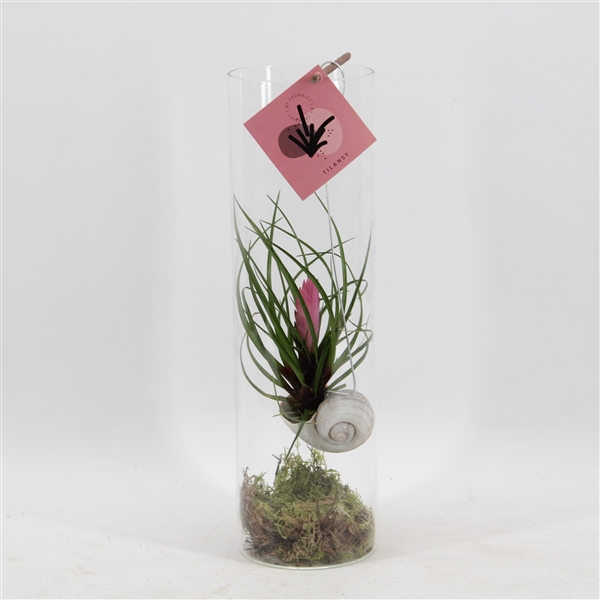 <h4>Snaily Tillandsia Cyanea</h4>