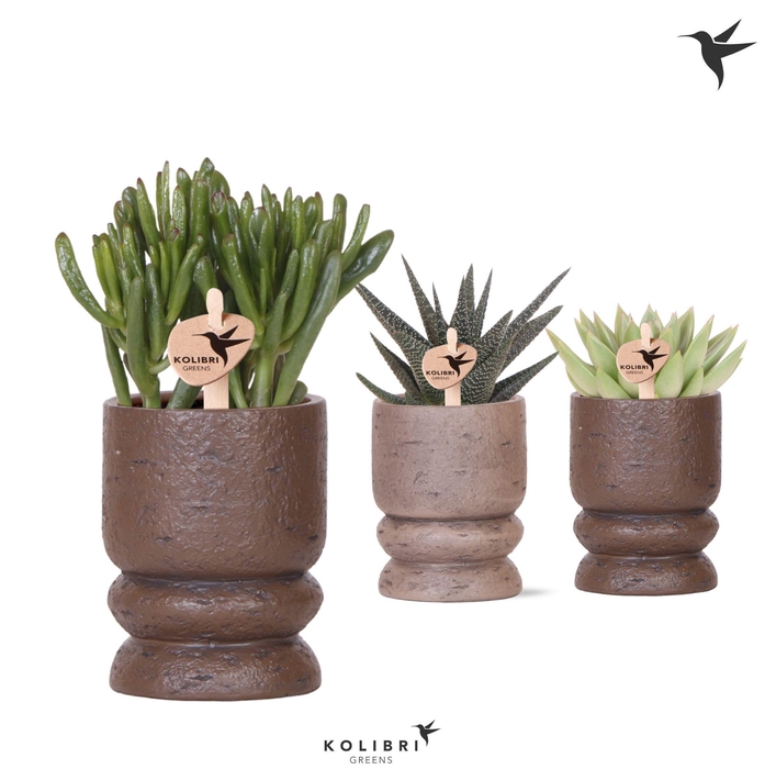 <h4>Kolibri Greens Succulenten mix in Vintage pot mix</h4>