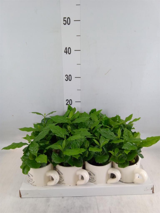 <h4>Coffea arabica</h4>