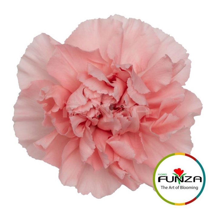 <h4>Di St Pink Doncel</h4>