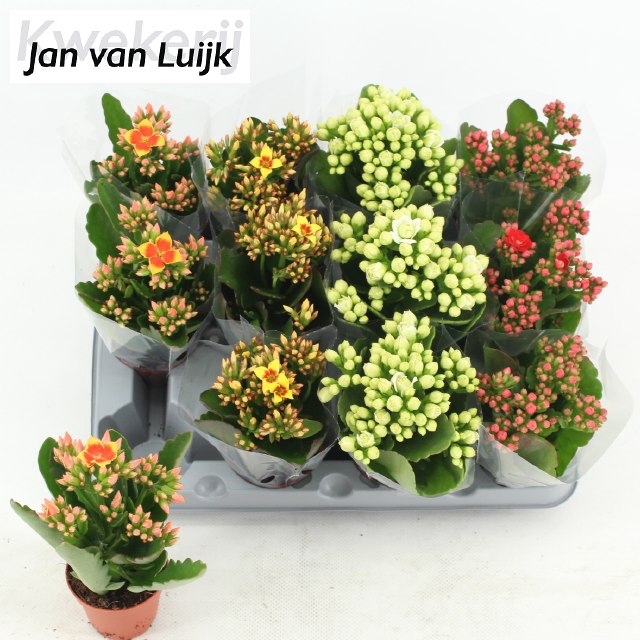 KALAN EN MIX 5 COL MINI