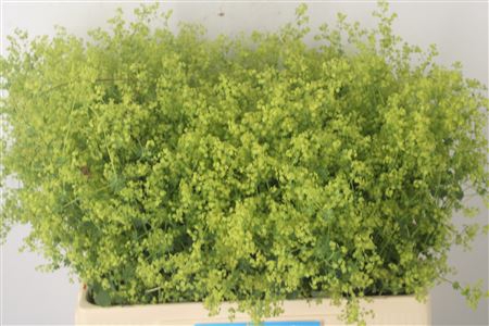 <h4>Alchemilla M Robustica</h4>
