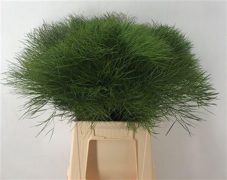 <h4>Corallo Peucedanum</h4>