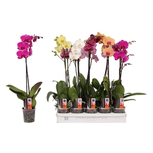 Phalaenopsis 5 color mix, 1-spike 9+/branched