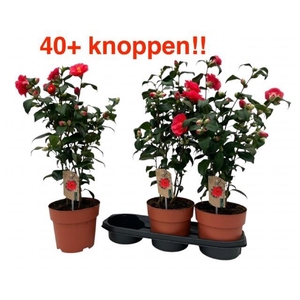 CAME RE MARY WILLIAM