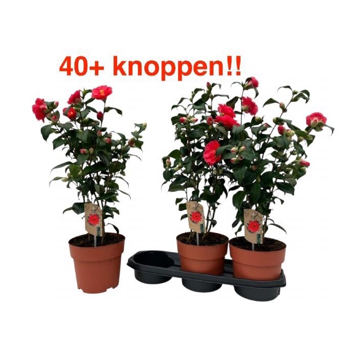 <h4>CAME RE MARY WILLIAM</h4>