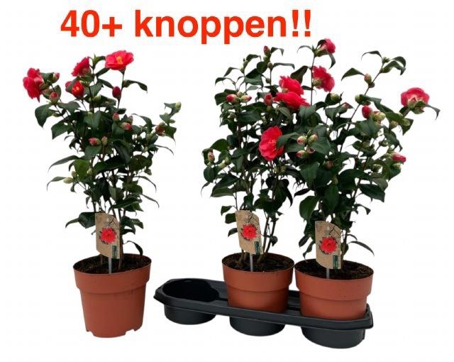 CAME RE MARY WILLIAM