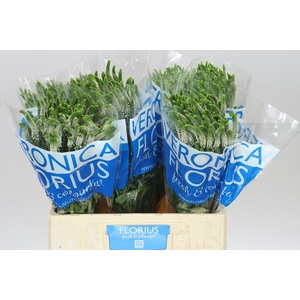 Veronica Spray Caya X 20