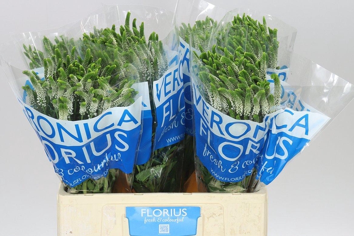 <h4>Veronica Spray Caya X 20</h4>