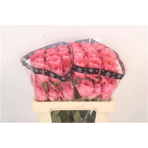 R Gr Ec Candy X-pression