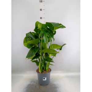 Monstera delic.