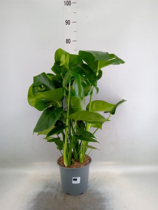 <h4>Monstera delic.</h4>