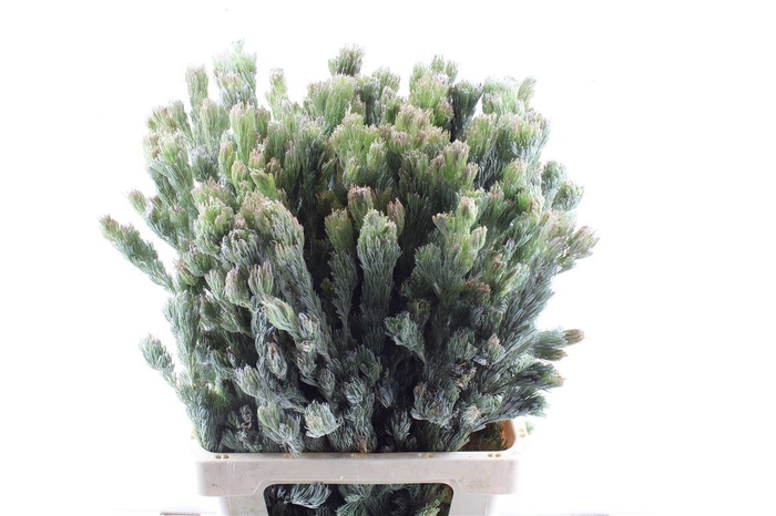 <h4>Kaaps Adenanthos</h4>