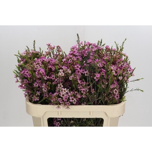 Chamelaucium Grand Adi