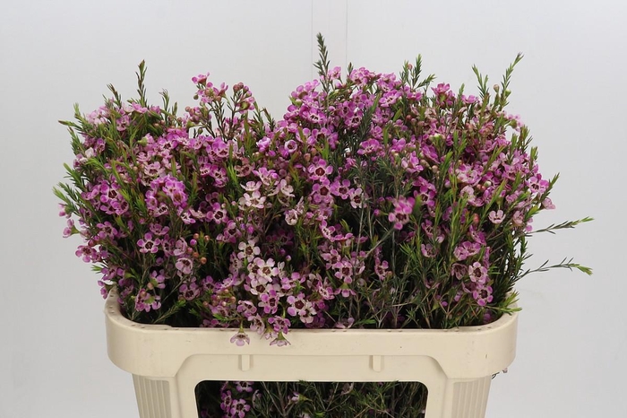 <h4>Chamelaucium Grand Adi</h4>