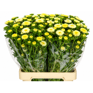 Callistephus Matsumoto Yellow