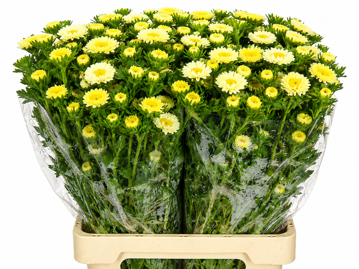 <h4>Callistephus Matsumoto Yellow</h4>