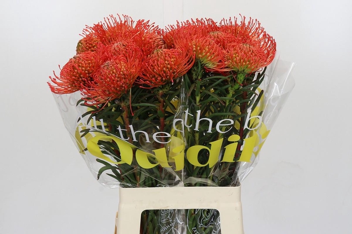 <h4>Nutans Succession</h4>