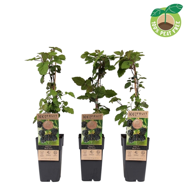 <h4>Rubus fruticosus 'Black Satin', P15</h4>