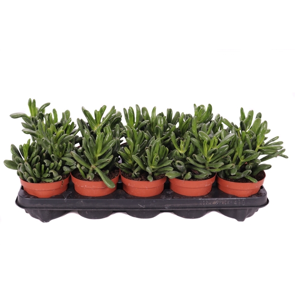 <h4>Crassula gollum 12 cm</h4>