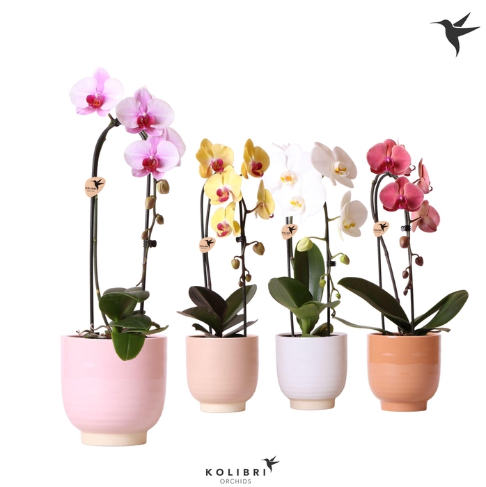 <h4>Kolibri Orchids Cascade Niagara Fall mix 1 spike in Glazed pot mix</h4>