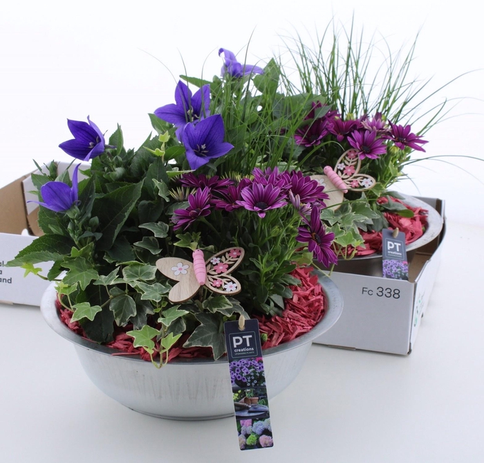 <h4>ARR TUINPLANTEN</h4>