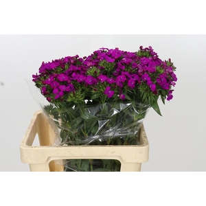 Dianthus Br Amazon Neon Purple