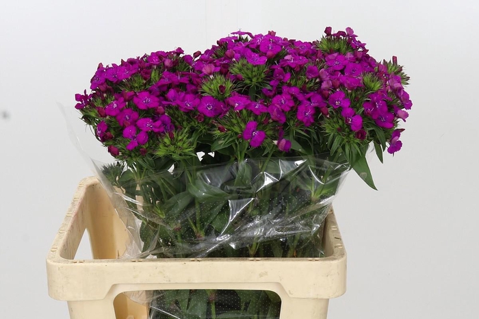 <h4>Dianthus Br Amazon Neon Purple</h4>