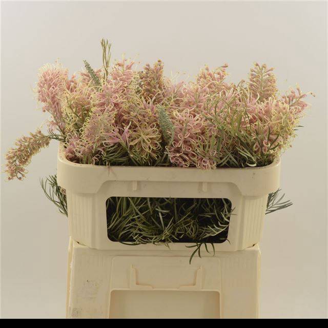 <h4>GREVI MISTY PINK</h4>