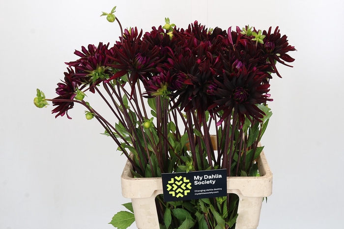 <h4>Dahlia Chat Noir</h4>