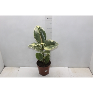 FICUS ELASTICA TINEKE P17