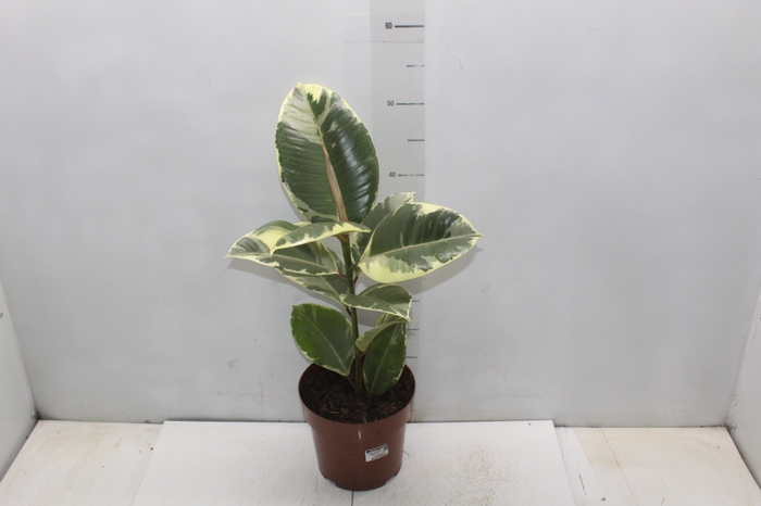 <h4>FICUS ELASTICA TINEKE P17</h4>