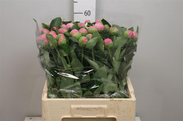 <h4>Paeo Mr Jules Elie</h4>