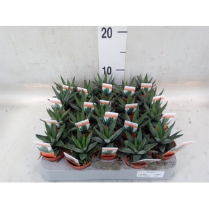 Haworthia fasciata 'Concolor'