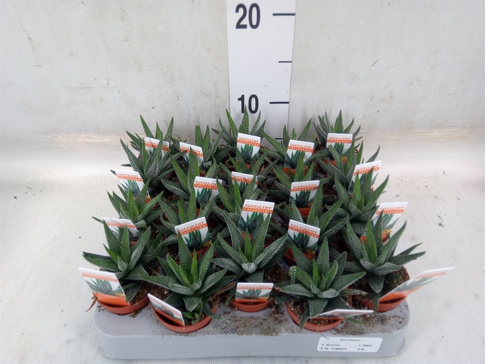 <h4>Haworthia fasciata 'Concolor'</h4>