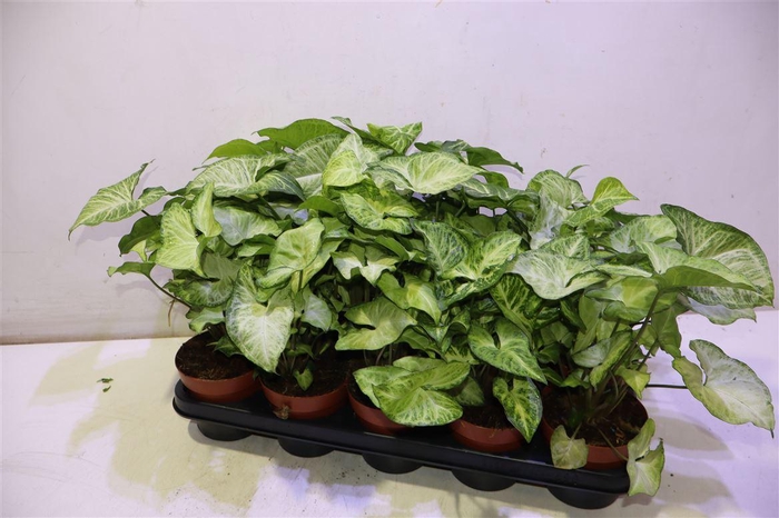 <h4>Syng Podophyllum</h4>