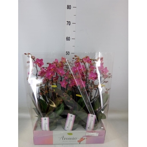 Phalaenopsis multi.   ...orange